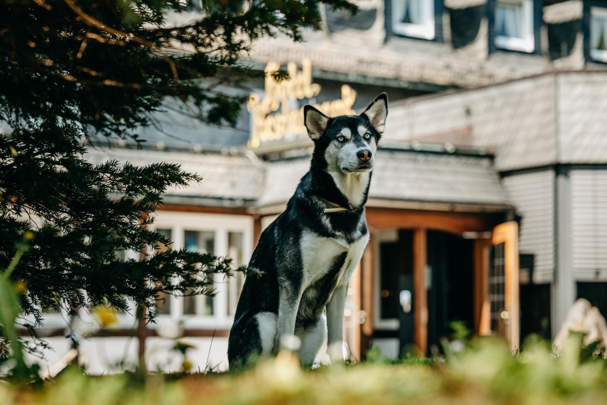 Romantik Berghotel Astenkrone Винтерберг Экстерьер фото